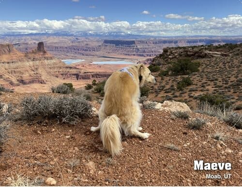 Dog sitting on a rocky cliff overlooking a vast canyon landscape